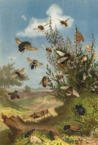 Vida de insectos en el brezo de European School